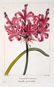 Amaryllis sarniensis，1836（手工雕刻）